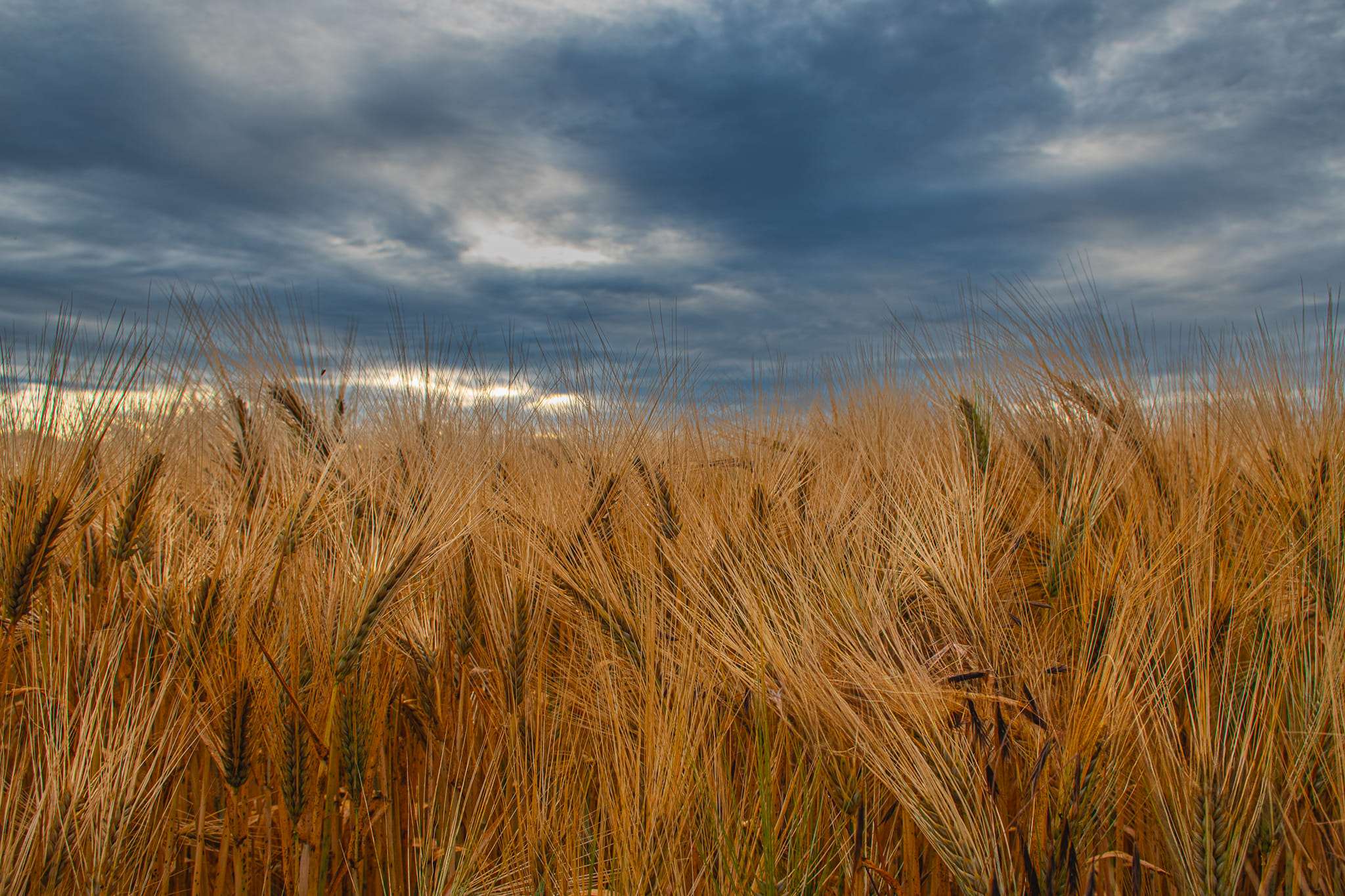 Close up of a wheat field